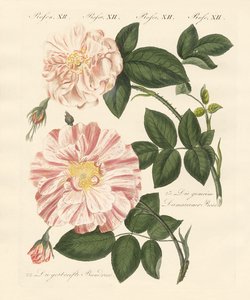 Arten von Rosen
