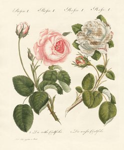Arten von Rosen