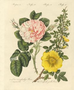 Arten von Rosen