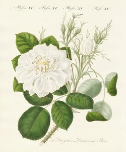 Arten von Rosen