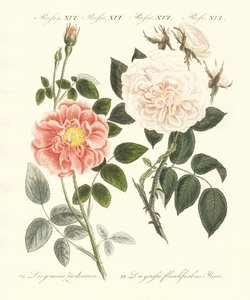 Arten von Rosen