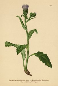 Großblättrige Saussurea von German School