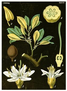 Latex (Palaquium gutta) um 1890