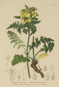 Blattreiches Läusekraut (Pedicularis foliosa)