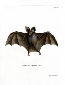 Kleine Falsche Vampirfledermaus