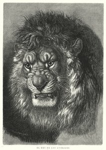 Löwe: König der Tiere (Lithografie) von German School