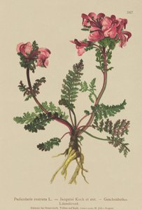Langnasiges Läusekraut (Pedicularis rostrata)