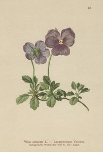 Langsporniges Veilchen