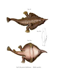 Langnasen-Fledermausfisch