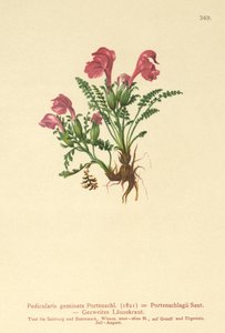 Läusekraut (Pedicularis geminata, Pedicularis Portenschlagii, Pedicularis pumila) von German School