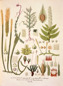 Lycopodium und Brachymenium, Tafel XX aus 