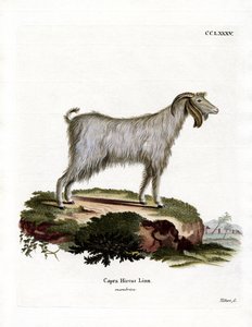 Mamber-Ziege