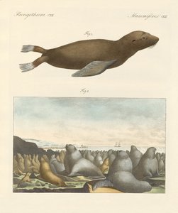 Säugetiere
