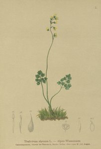 Alpen-Wiesenraute (Thalictrum alpinum) von German School