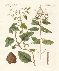 Heilpflanzen