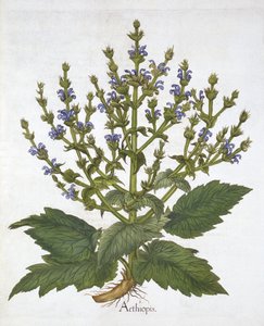 Mittelmeersalbei, aus "Hortus Eystettensis" von Basil Besler von German School