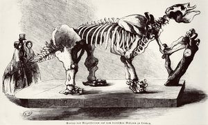 Megatherium-Skelett im British Museum