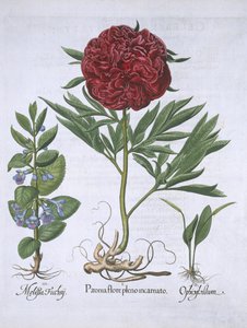 Melisse, Pfingstrose und Odontoglossum, aus Hortus Eystettensis von Basil Besler (1561-1629), veröffentlicht 1613