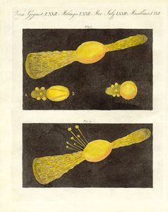 Meteor (Farbstich)