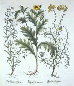 Mexikanischer Mohn, Strand-Strohblume und Nieswurz, aus Hortus Eystettensis, von Basil Besler, veröffentlicht 1613 von German School