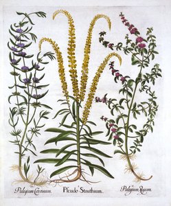 Reseda, Polei-Minze und Sumpfminze, aus Hortus Eystettensis, von Basil Besler, veröffentlicht 1613 von German School