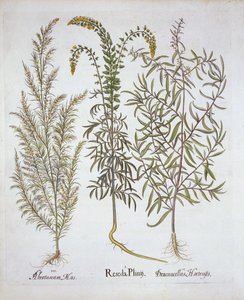 Reseda, Eberraute und Estragon, aus Hortus Eystettensis, von Basil Besler, veröffentlicht 1613 von German School