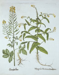 Kappen-Kresse und Weiße Senf, aus Hortus Eystettensis, von Basil Besler (1561-1629), veröffentlicht 1613 von German School