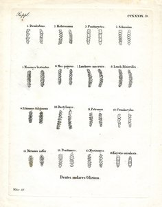 Backenzähne von German School