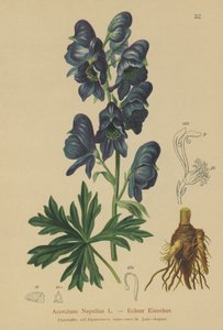 Eisenhut (Acontium Napellus)