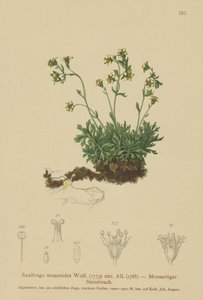 Moos-Steinbrech