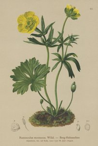 Berg-Hahnenfuß (Ranunculus montanus) von German School