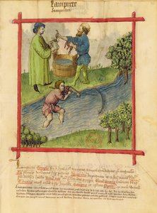 Ms Lat 9333 f.82 Aal-Fischen, aus Tacuinum Sanitatis