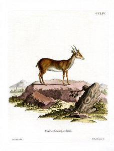 Muntjak