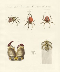 Naturgeschichte der Spinne von German School