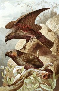 Nestorpapagei, Tafel aus "Brehms Tierleben: Allgemeine Kunde des Tierreichs", Bd.5, S.382, veröffentlicht vom Bibliographischen Institut von German School