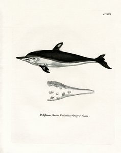 Neuseeland-Delfin von German School