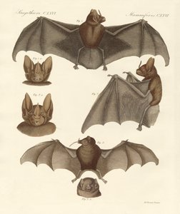 Neue Fledermäuse