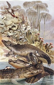 Nilkrokodil, Tafel aus "Brehms Tierleben: Allgemeine Kunde des Tierreichs", Bd.7, S.504, veröffentlicht vom Bibliographischen Institut von German School