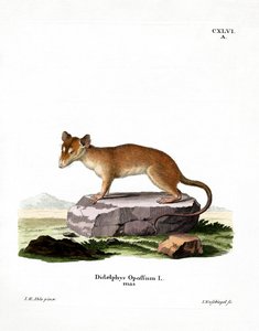 Nordamerikanisches Opossum von German School