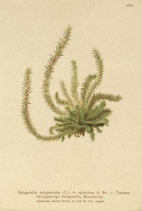 Nördlicher Moosfarn (Selaginella selaginoides, Selaginella spinulosa, Lycopodium selaginoides, Bernhardia spinosa)