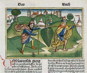 Numeri 13:23 Die Trauben von Eschol, aus der Nürnberger Bibel (Biblia Sacra Germanaica)
