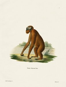 Orang-Utan von German School