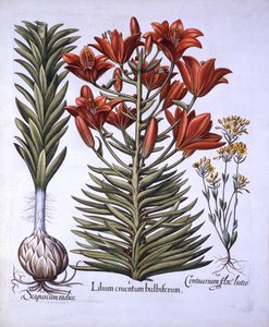 Orangenlilie mit Brutknospen und Zwiebeln, Spätblühende Schwarzwurzel, aus Hortus Eystettensis, von Basil Besler, 1613 von German School