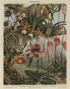 Orchideen