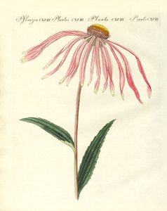 Zierpflanzen