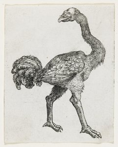 Strauß