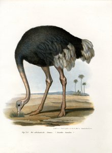 Strauß, 1864