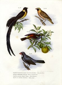 Paradieswitwe, 1864