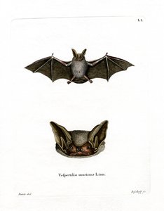 Buntfledermaus