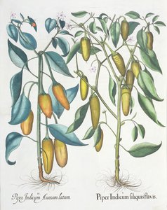 Pfeffer: 1. Piper Indicum filiquis flavis; 2. Piper Indicum aureum latum, aus dem Hortus Eystettensis von Basil Besler, veröffentlicht 1613 von German School